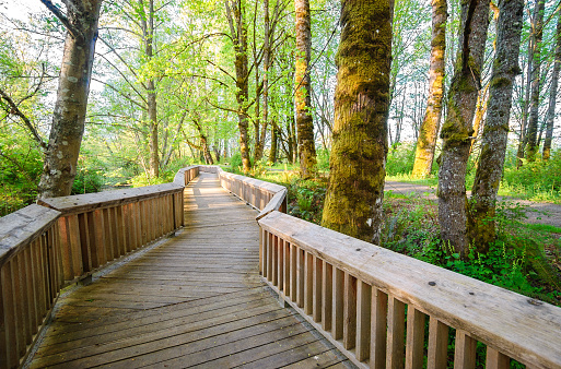 Image of trees near The Center for Esthetic Dentistry.